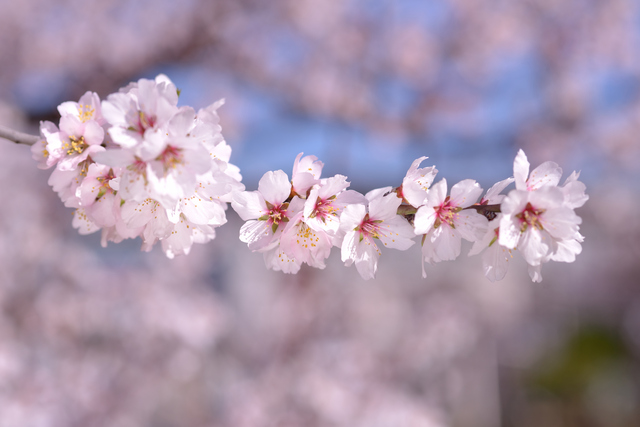 アーモンドの花02.jpg